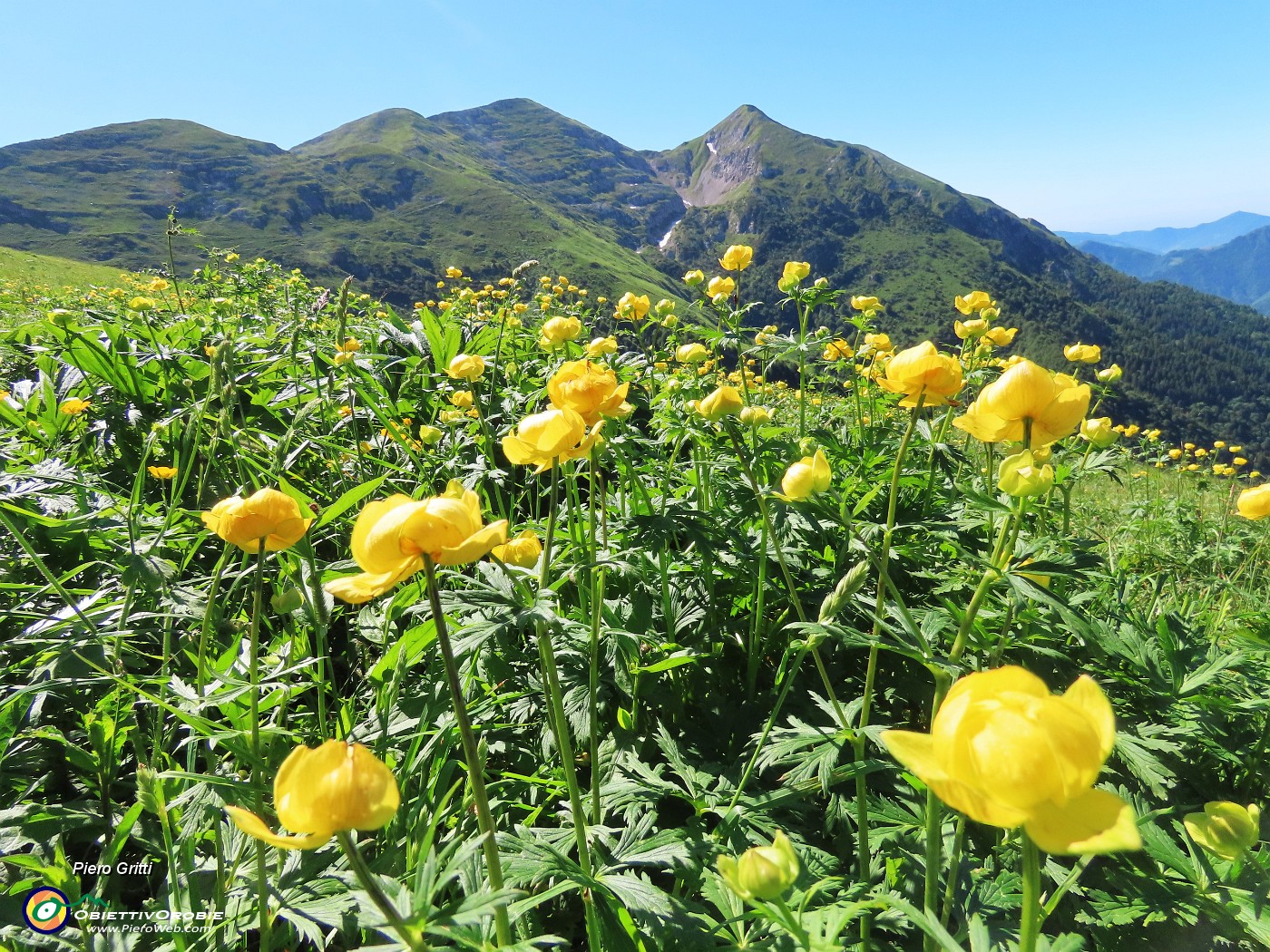 22 Distese fiorite di Trollius europaeus (Botton d'oro) con vista in Cimetto-Foppazzi-Grem.JPG